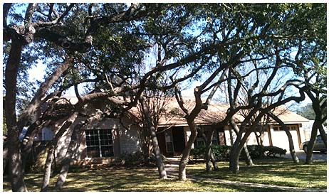 Austin, TX tree service