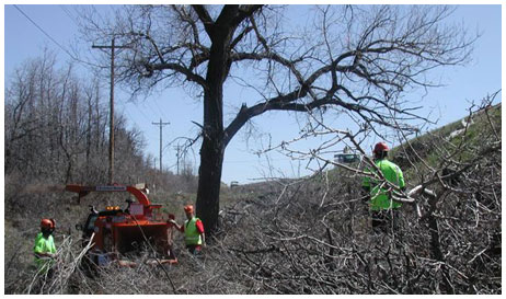 tree service in denver