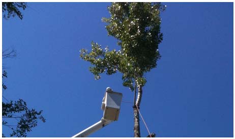 denver tree service